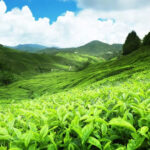 nuwaraeliya in sri lanka
