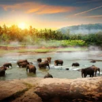 pinnawala in sri lanka